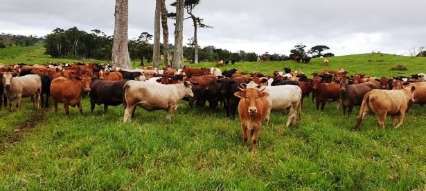 Facilitating Vanuatu’s exports